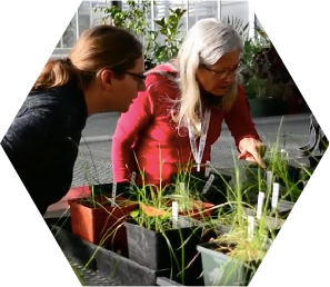 Two women check on plants growing in a greenhouse.