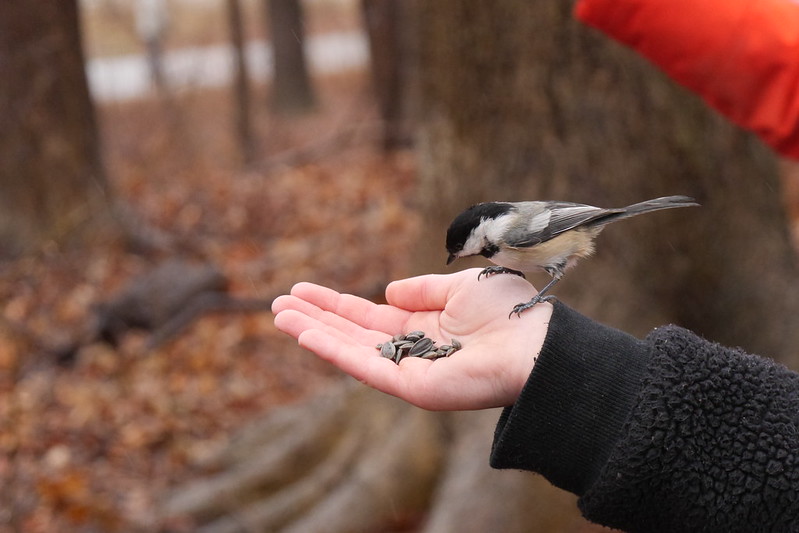 A chickadee perches on a child's outstretched hand, ready to choose a sunflower seed from the pile in the child's palm.