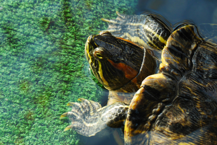 A turtle with a red stripe on the side of her head pokes up out of the water, her feet on a ramp covered with green astroturf