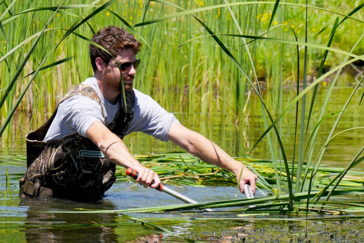 A man in hip waders stands in a pond cutting down tall reeds