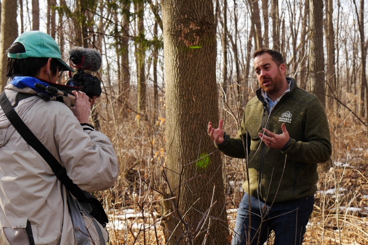A man in a Humber Arboretum shirt is interviewed in the woods
