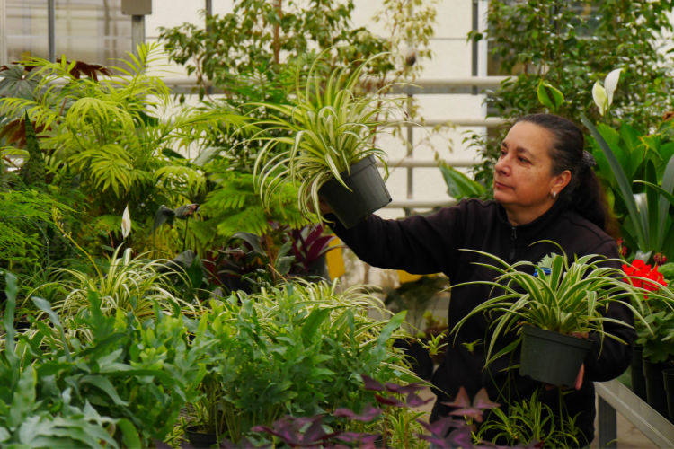 Inside a lush greenhouse, a woman holds up a plant to inspect it