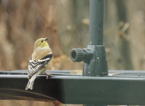 A goldfinch in winter plumage perched on a feeder tray