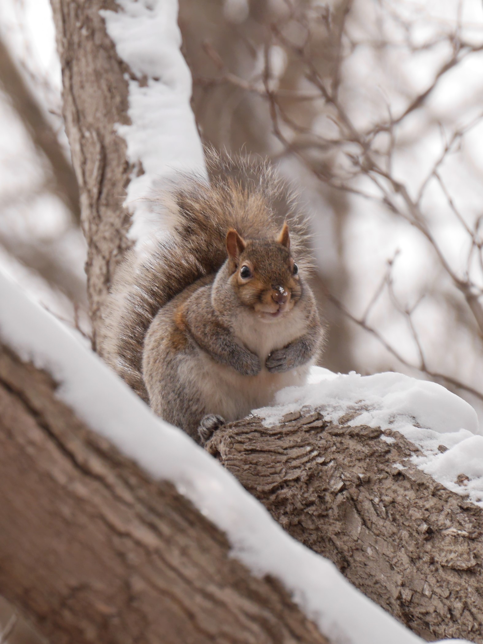 A fluffy Grey Squirrel sits on a snowy branch in winter, a little bit of snow on the end of their nose. 