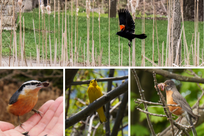 A collage of birds - red-winged blackbird, red-breasted nuthatch, yellow warbler, american robin.