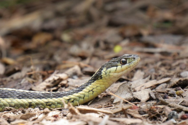 An Eastern Garter Snake on wood mulch