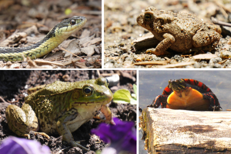 A collage of a garter snake, american toad, green frog, and painted turtle