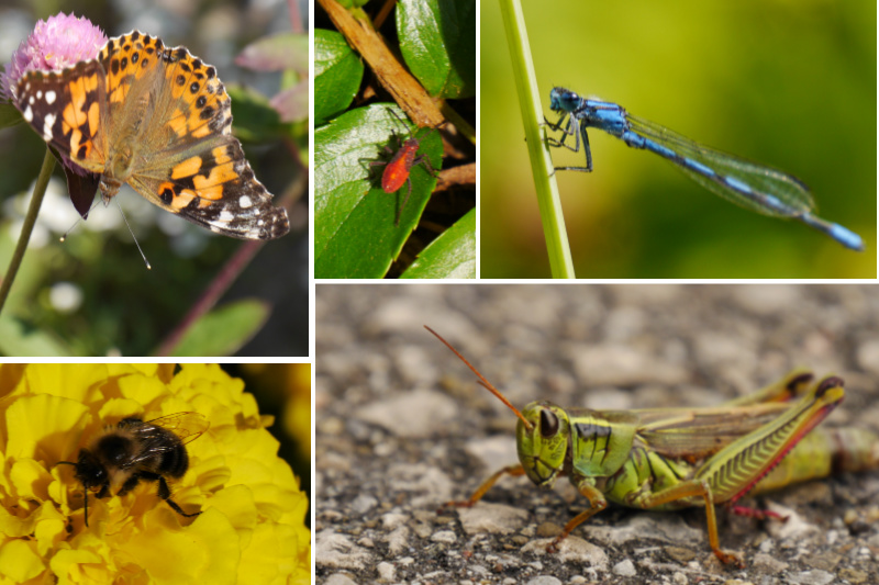 A collage of insects - a painted lady butterfly, a beetle, a damselfly, a bumblebee, and a grasshopper