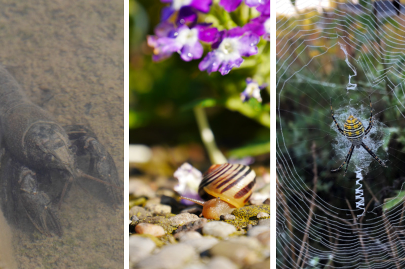 Collage of a crayfish, a snail, and a spider