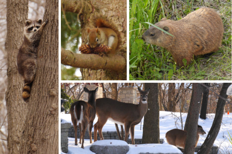 A collage of a raccoon, red squirrel, groundhog, and deer
