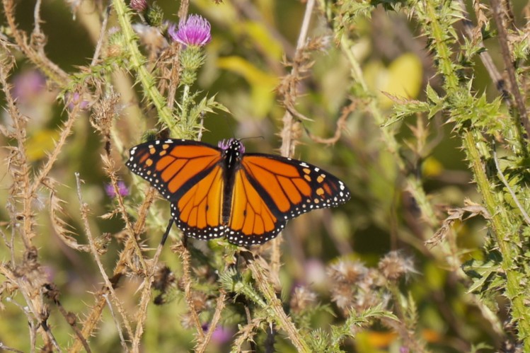 A Monarch Butterfly