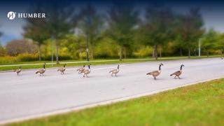 Geese crossing a road