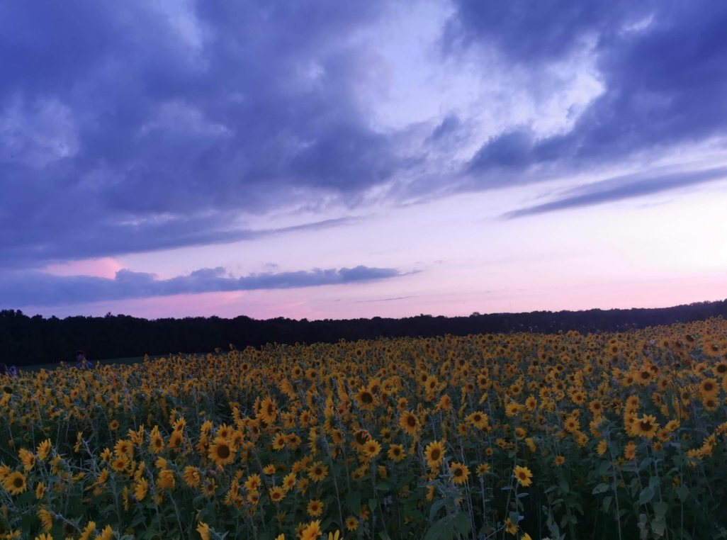 Sunset sky above a field of yellow sunflowers