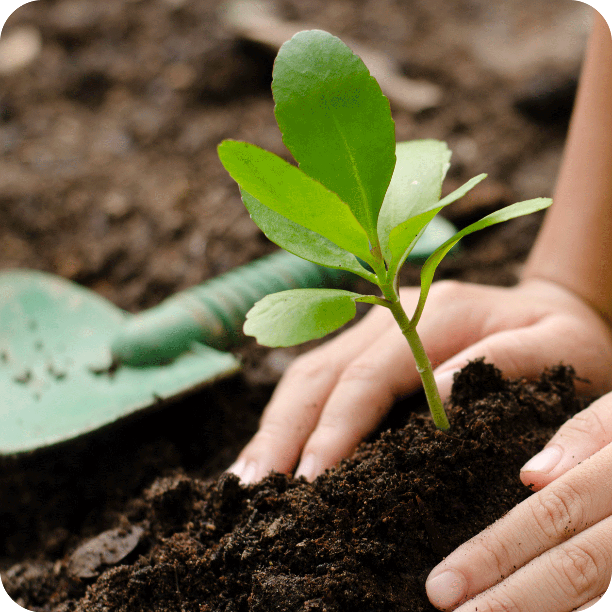 Hands planting a small plant