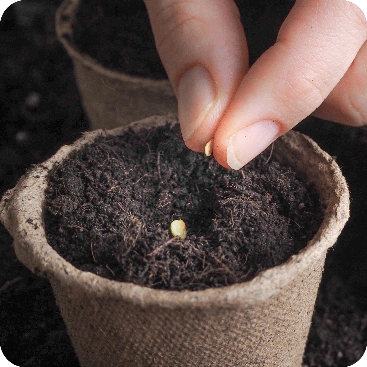 Fingers placing small seeds in a pot