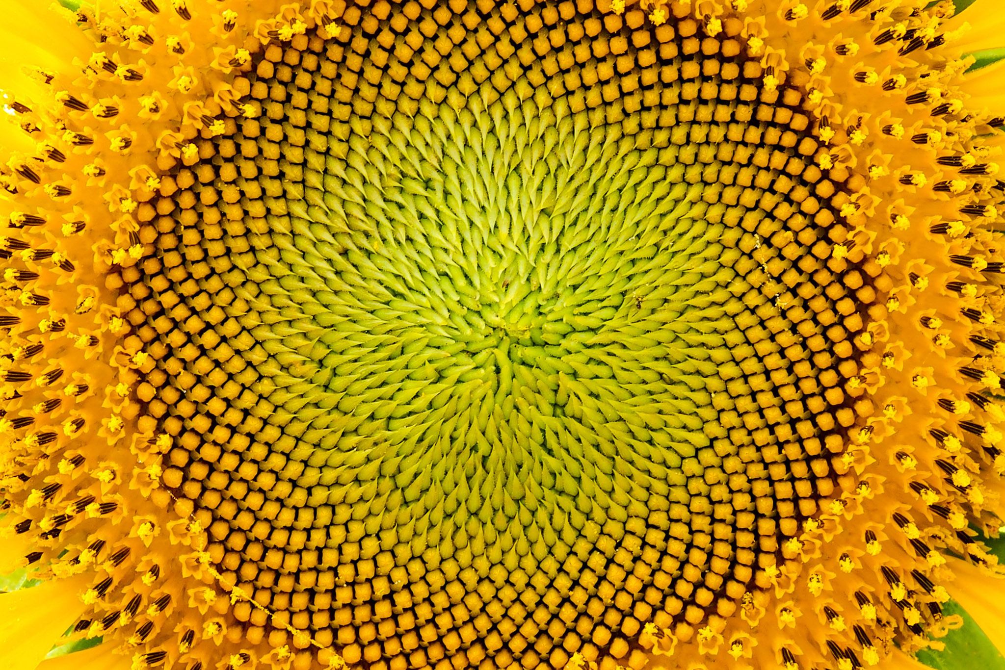 Closeup of a sunflower
