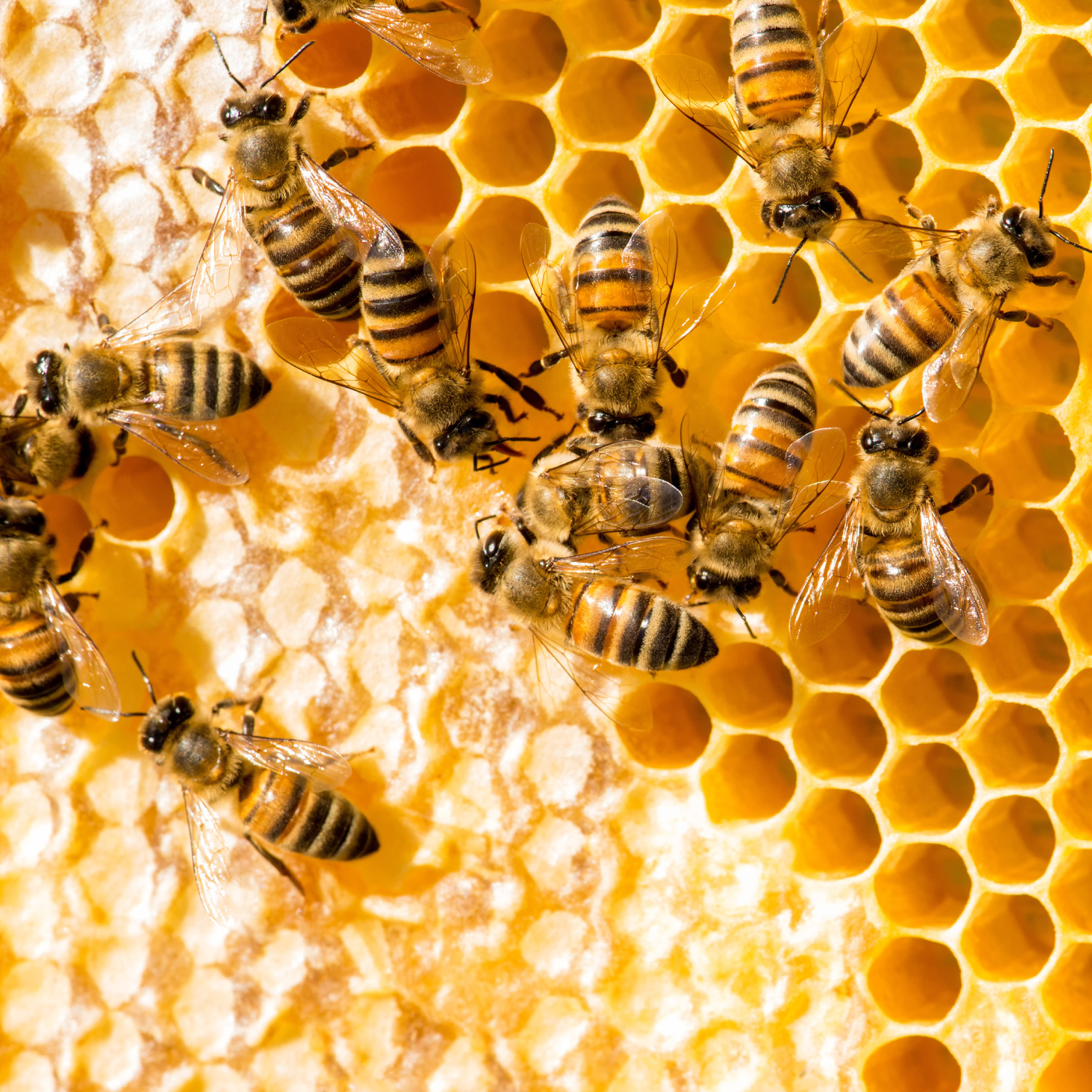 Closeup of bees on honeycomb in an apiar