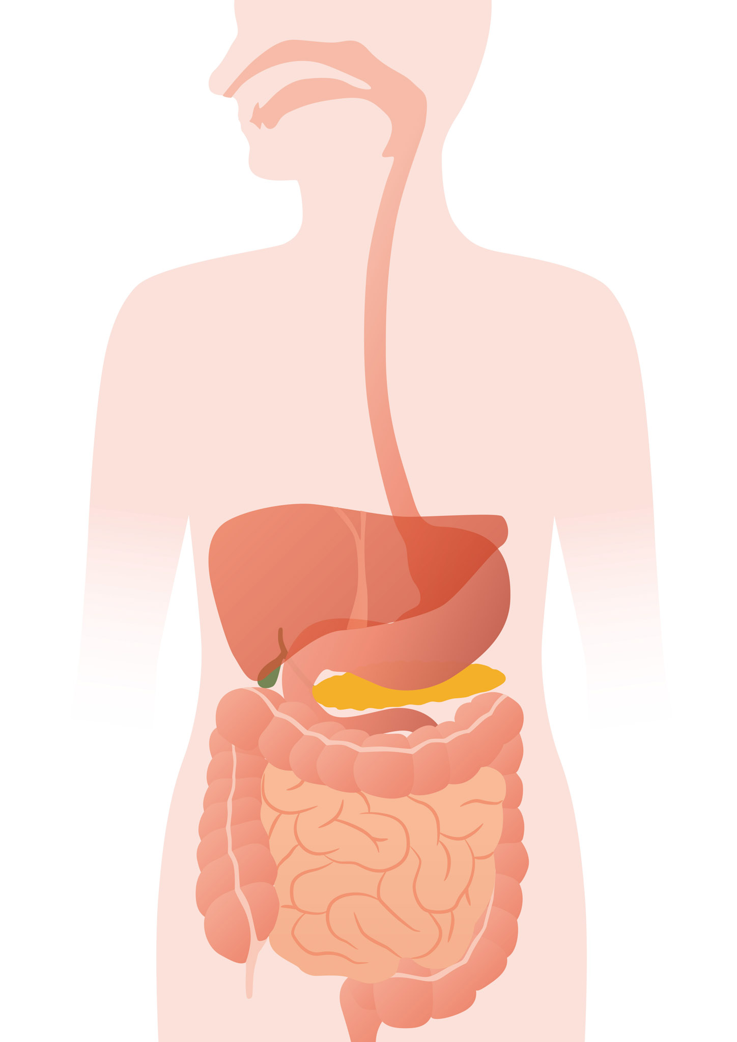 A drawing of a human digestive system