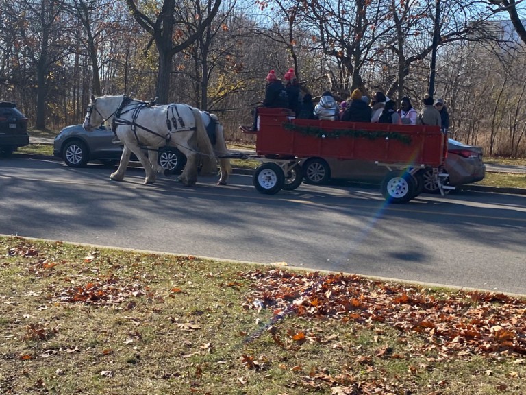Horse pulling a carriage