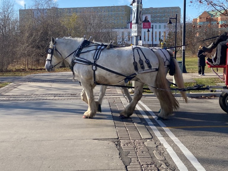 Horse pulling a carriage across a street