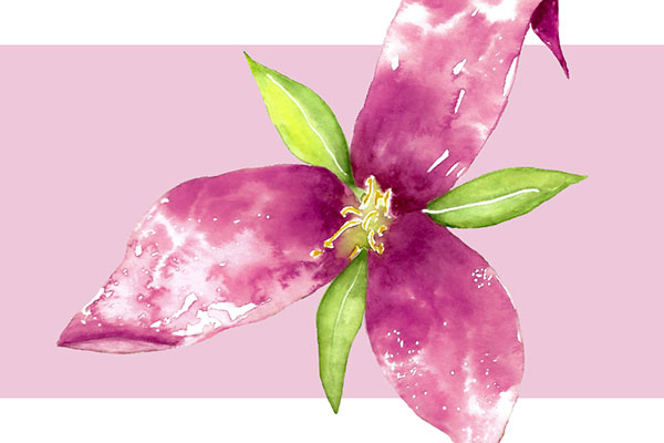A drawn flower on a pink background