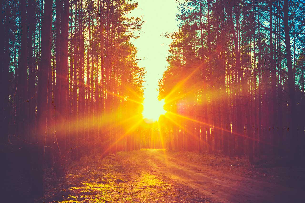 view of a sunrise from inside of a forest.