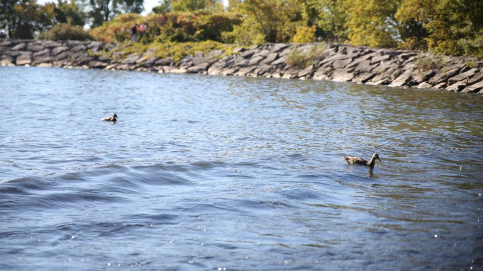 Ducks swimming