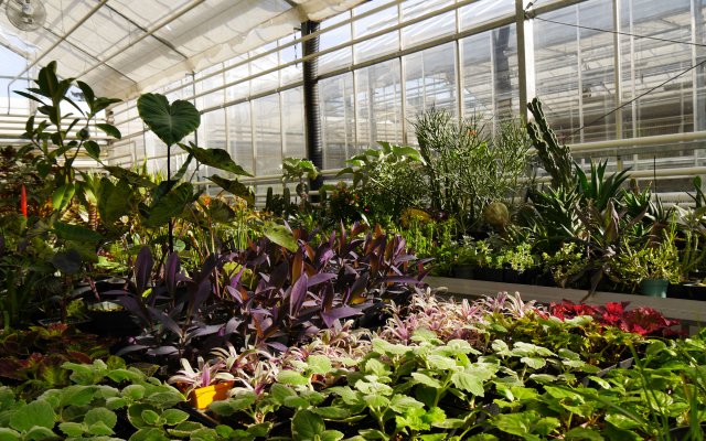 Humbers Arboretum Greenhouse