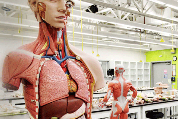 Human anatomical models in a lab