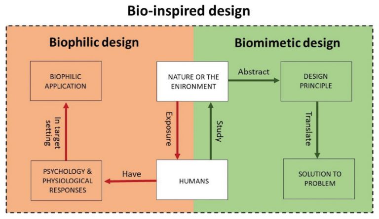 Conceptual differences between Biophilic Design and Biomimetic Design. Diagram provided by Professor Phil Fung.