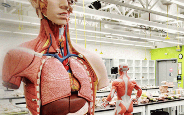 Human anatomical models in a lab
