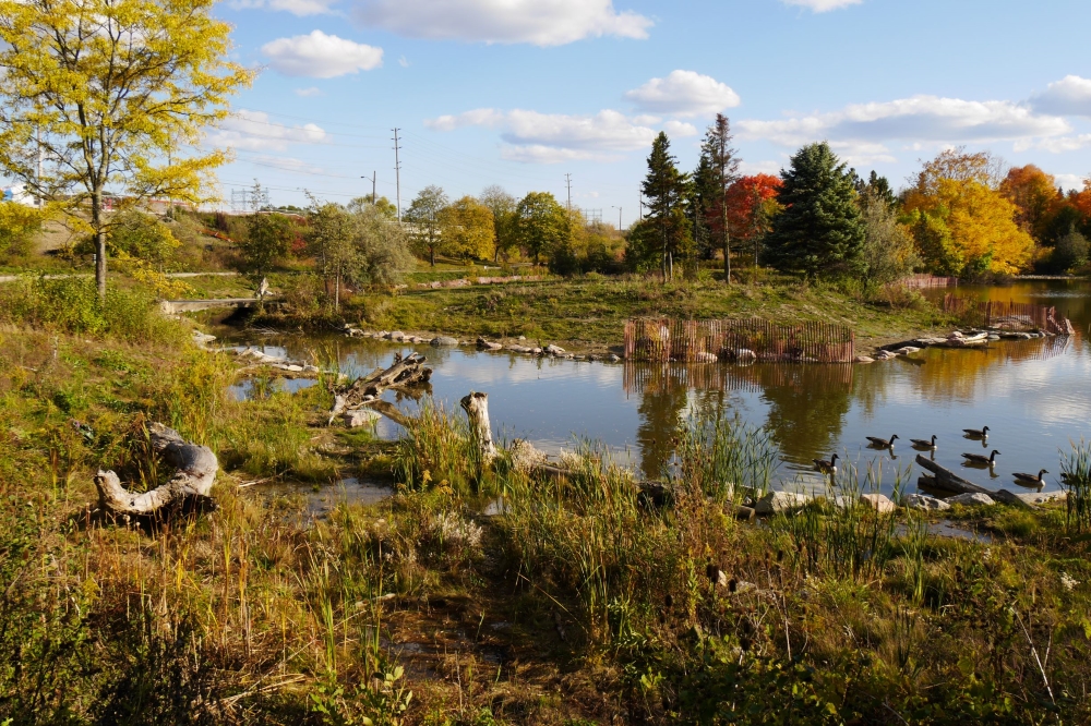A view of the Humber Pond on a sunny day with Canada Geese paddling past.   