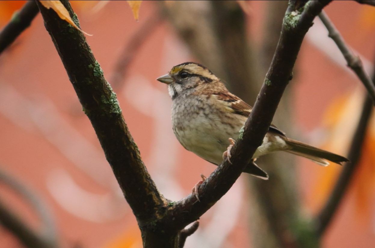 A White-throated Sparrow perches on a branch.