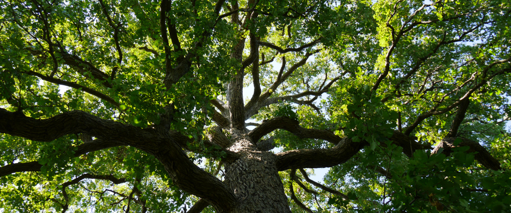 Beautiful Bur Oak