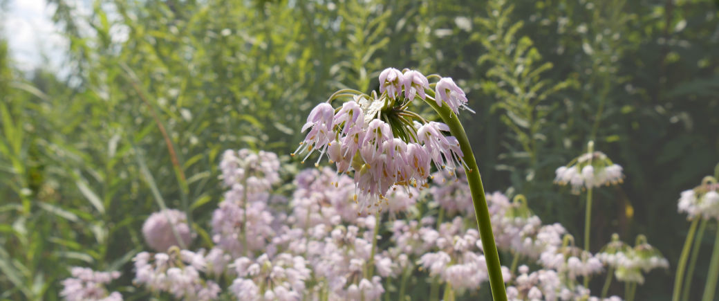 Pink flowers hang from the head of a nodding wild onion