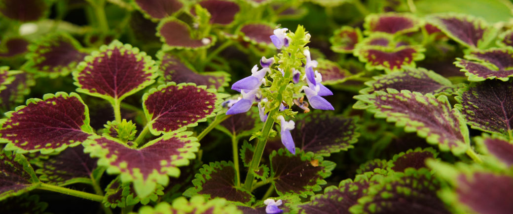 A pale purple flower grows among green and maroon leaves