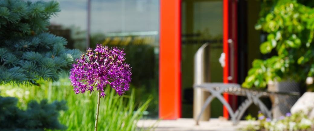 A blooming alium forms a purple ball like a starburst, with the open red door of the Centre for Urban Ecology in the background
