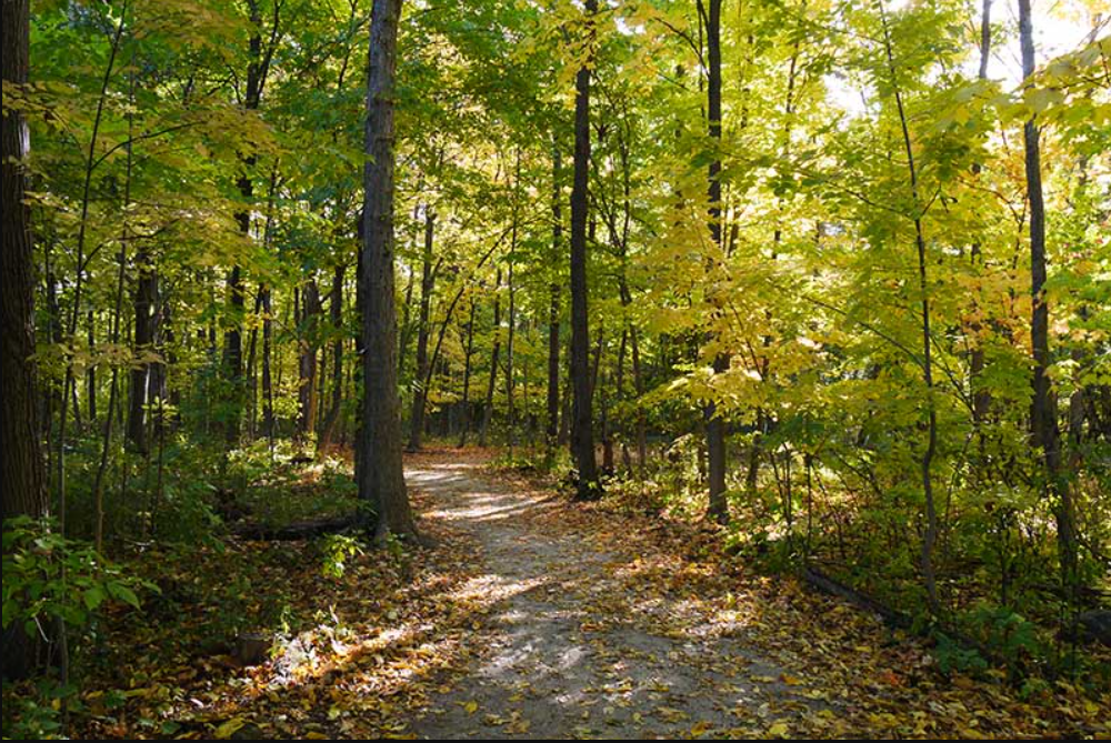 A forest trail in fall
