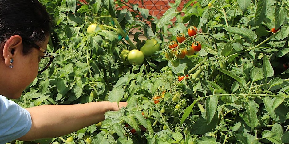 A person reaches for tomatoes growing in a garden
