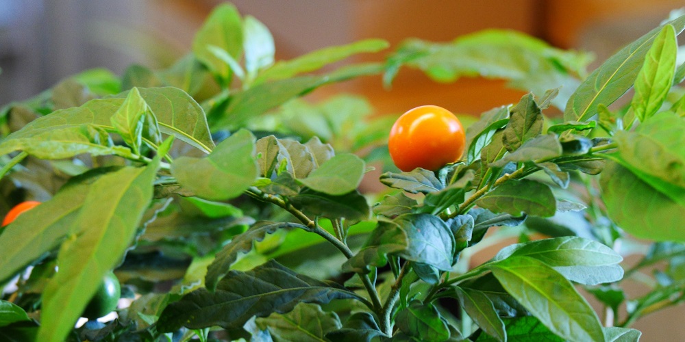 A tomato grows on a leafy plant