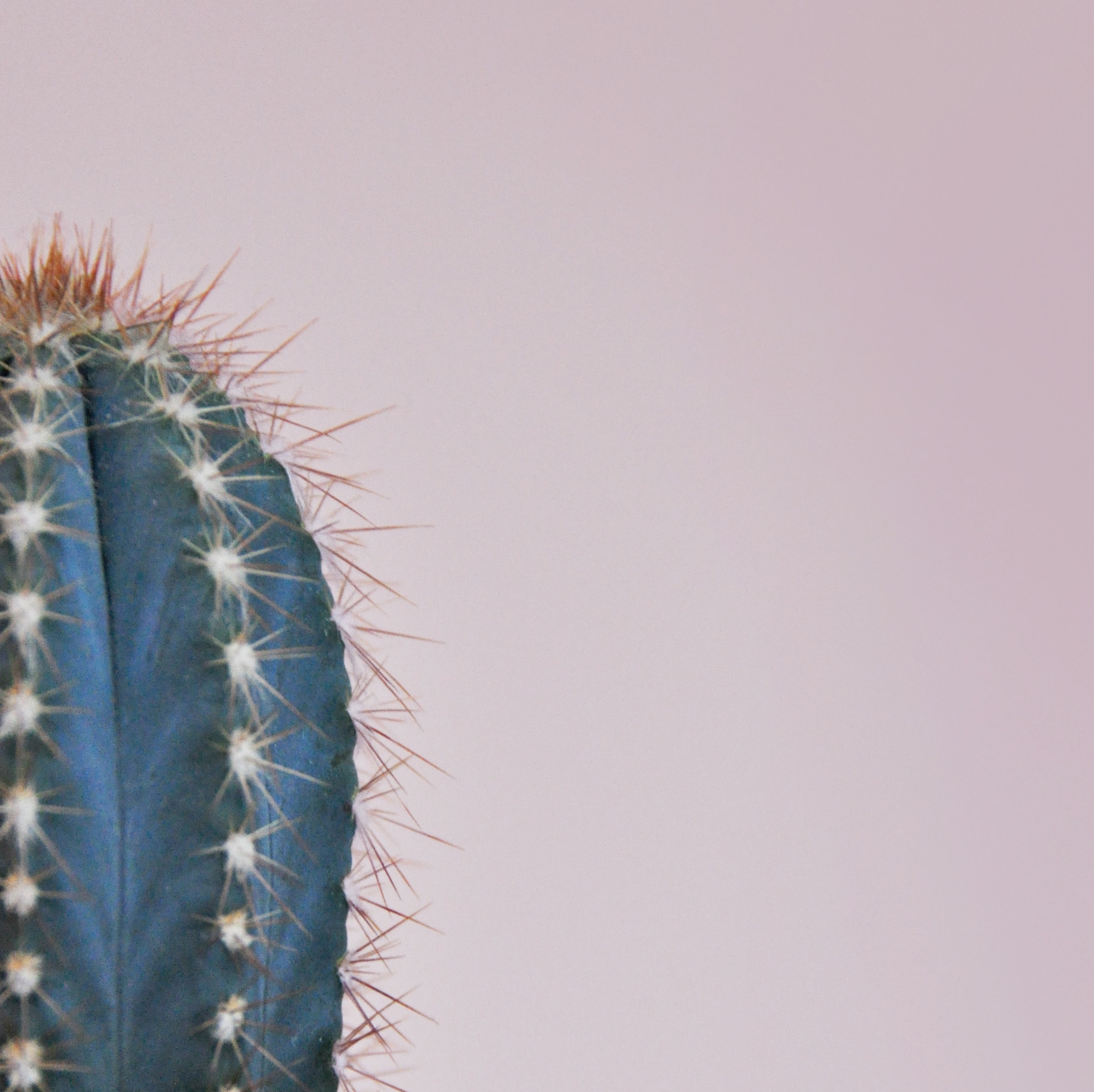 Cactus in front of pink background
