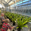 Green house interior with two people soil sampling 