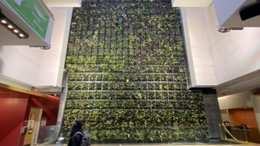 A person walks past a wall made up of plants that rise vertically up the wall.