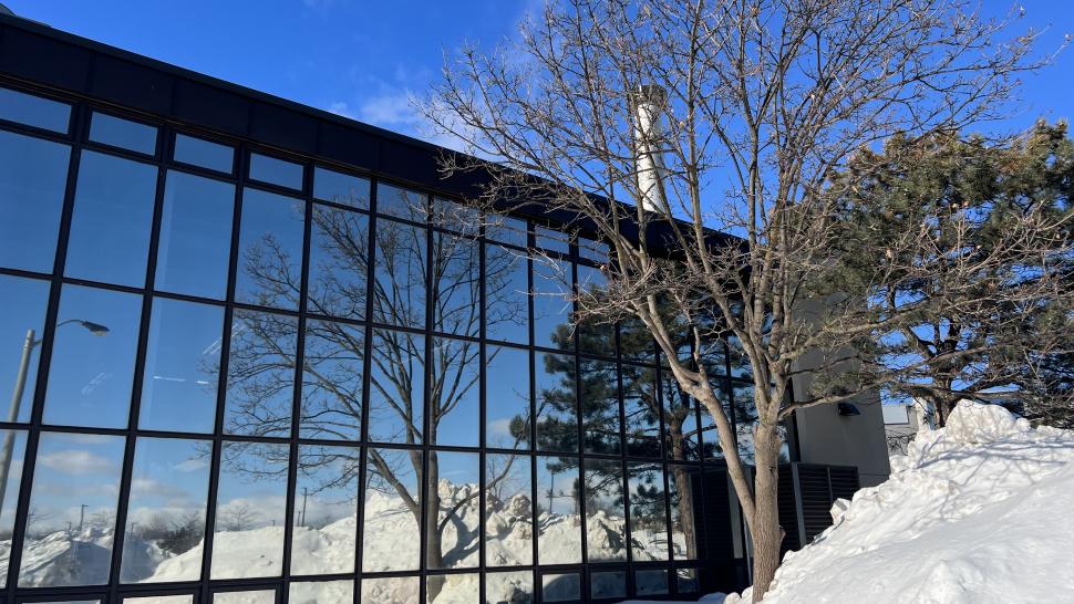 A snowy scene where a barren tree is illuminated by winter sun reflecting off a wall of windows on Humber's North Campus