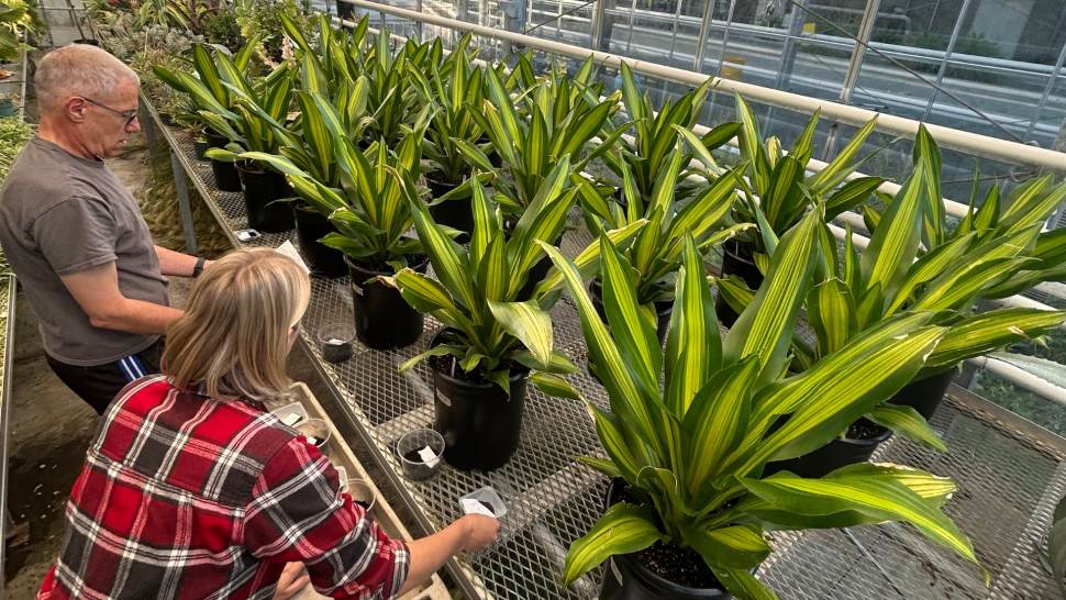 Two people soil sample in a greenhouse