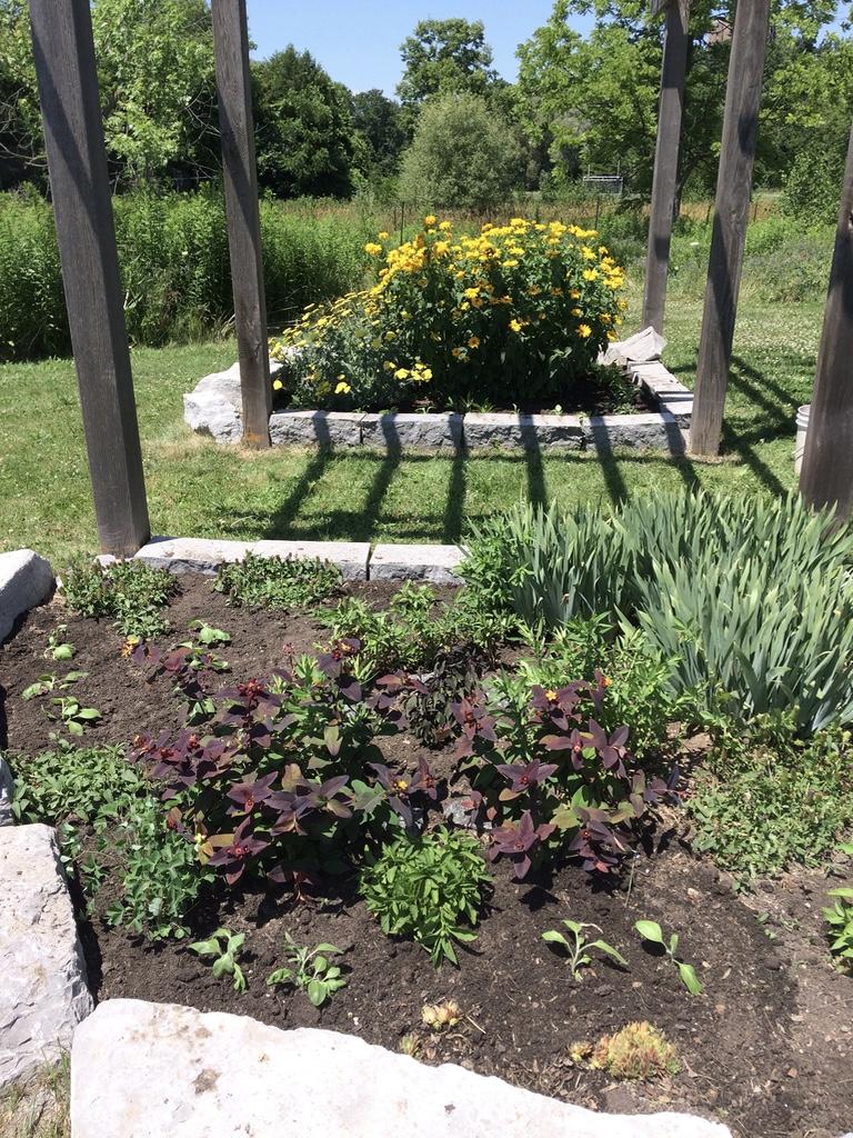 Yellow, green and other coloured plants grow in two separate gardens.