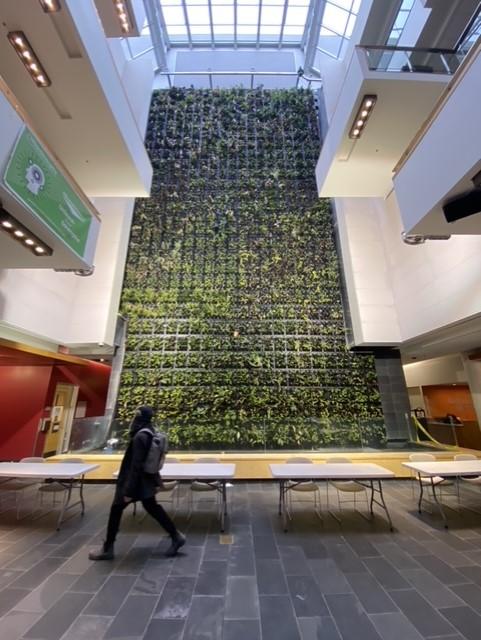 A person walks past a wall made up of plants that rise vertically up the wall.