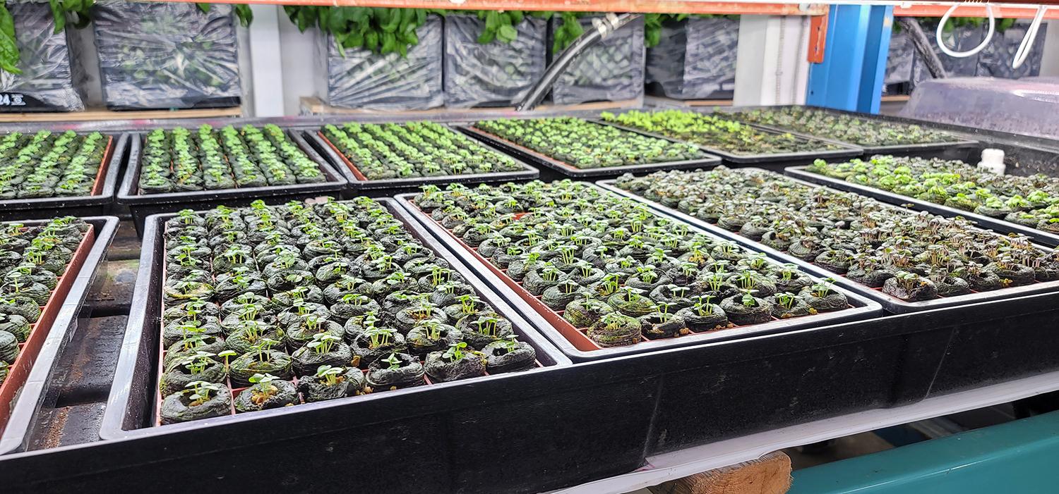 Rows of plants that are being grown indoors under lights.