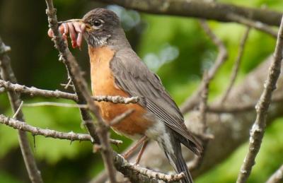 A red-chested robin perches on a tree with foliage in the background. It is seen from up-close with worms in its beak